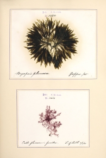A Monograph of the Algae of the Firth of Forth. Illustrated with Herbarium Specimens of some of the Rare Species.